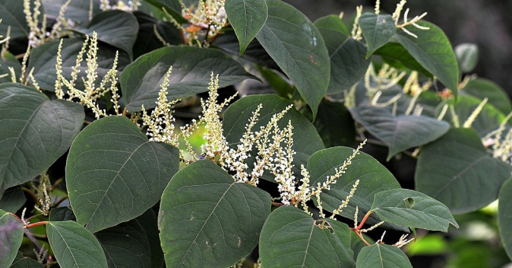 The threat of Japanese Knotweed to your home The threat of Japanese Knotweed to your home