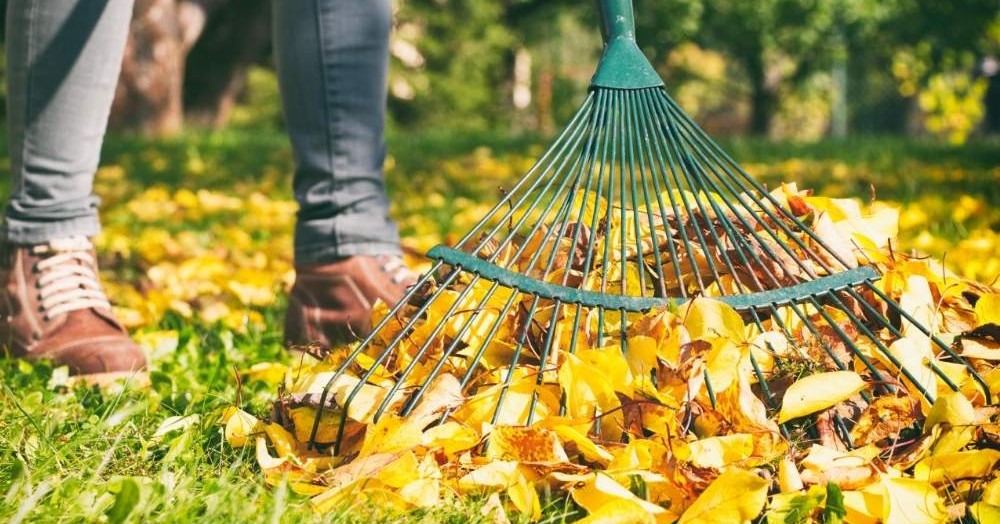 Keep your garden looking smart through Autumn Keep your garden looking smart through Autumn