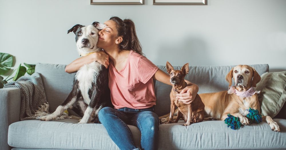 Are you a homeowner with pets and planning to sell your property? Are you a homeowner with pets and planning to sell your property?