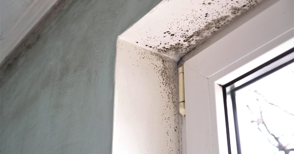 Stop Black Mold From Ruining Your Home: Essential Tips for Prevention Stop Black Mold From Ruining Your Home: Essential Tips for Prevention